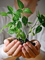 businessman holding green plant